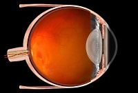 Augenarztpraxis Karsta Rehfeldt  - Auge im Querschnitt